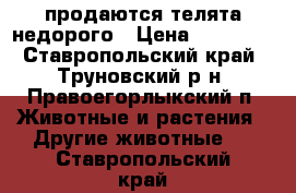  продаются телята недорого › Цена ­ 40 000 - Ставропольский край, Труновский р-н, Правоегорлыкский п. Животные и растения » Другие животные   . Ставропольский край